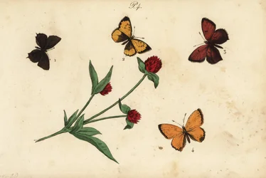 Hauhechel-Bläuling, Polyommatus icarus 1, Provence-Zipfelfalter, Tomares ballus 2, Violetter Feuerfalter, Lycaena hippothoe 3, und Dukatenfalter, Lycaena virgaureae 4